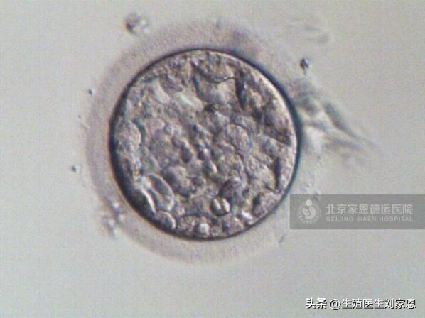 二胎吧 香港验血价格,试管6细胞的胚胎养囊结果会很差吗？