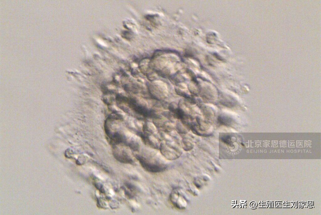 二胎吧 香港验血价格,试管6细胞的胚胎养囊结果会很差吗？